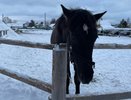 Девочка упала с лошади во время Масленицы в Костроме: появились подробности