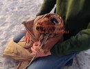 Костромские спасатели вытащили из ледяной ловушки пса