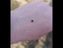 В Костромской области проснулись первые клещи