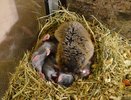 В костромском экзотариуме восточная слепушка стала многодетной мамой