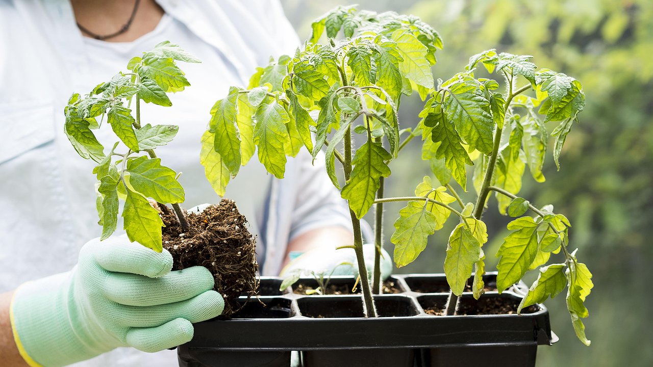 Главная картинка новости: Кладу 1 ложку на 1 литр — и рассада крепче баобаба: сильная и коренастая - у соседей точно такой не получается