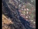 В одном из костромских прудов массово погибла рыба