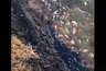 Миниатюра новости: В одном из костромских прудов массово погибла рыба