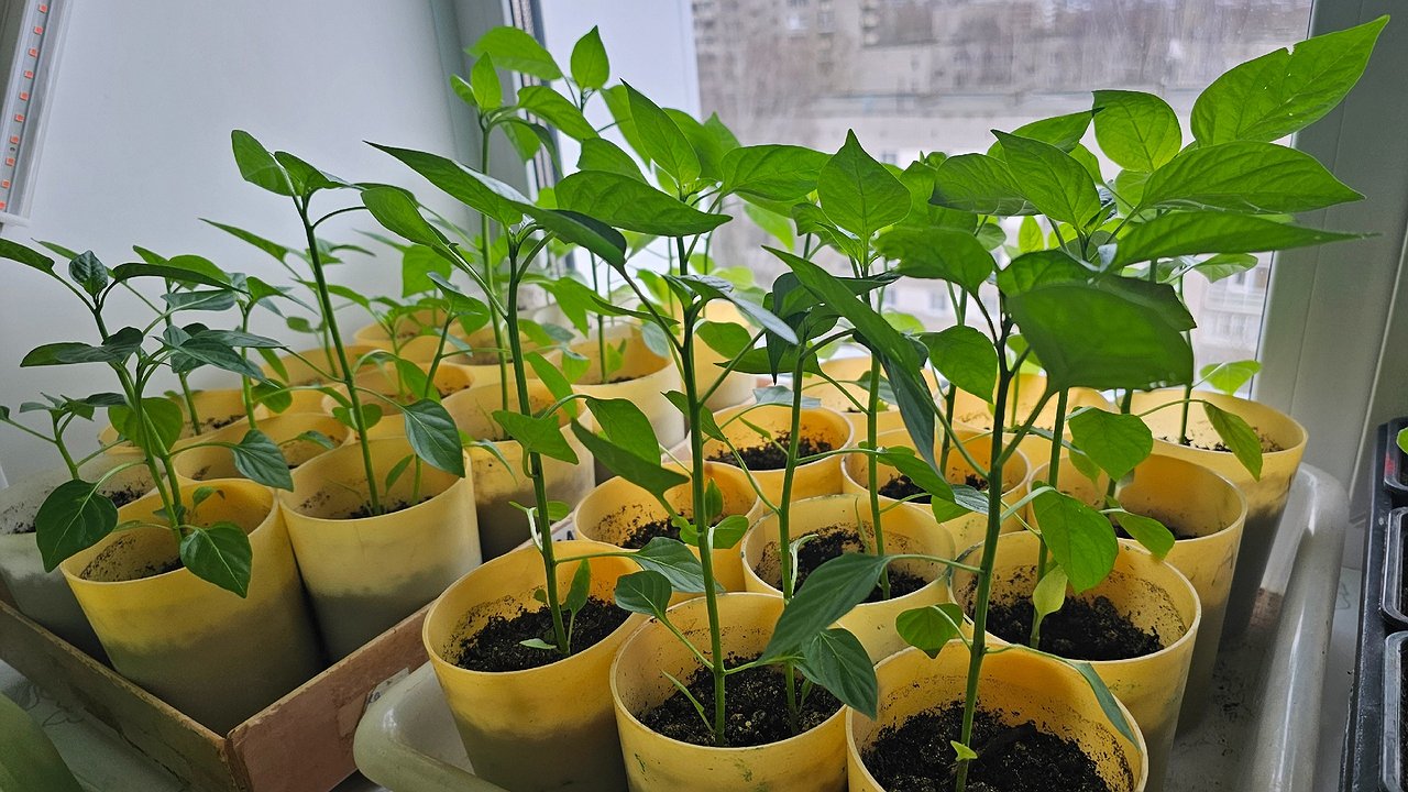 Главная картинка новости: 2 ложки на 1 литр — и даже щуплая рассада рванет в рост: станет мощной как дуб, в теплицу понесете крепышей