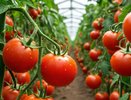 Сколько кустов томатов можно высадить в теплицу? Ответ должен знать каждый огородник: от этого будет зависеть урожайность
