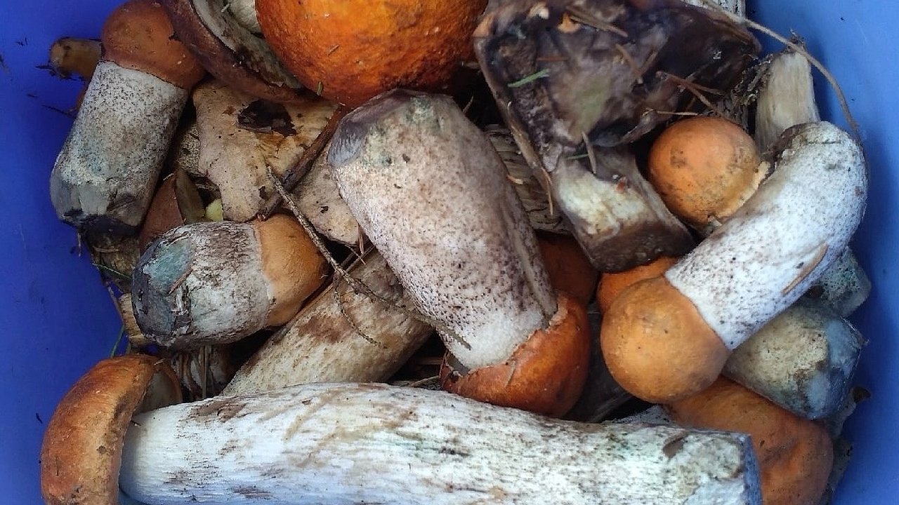 Главная картинка новости: Не лисички и не шампиньоны: ученые из Роскачества назвали самые полезные грибы - ешьте каждый день по жменьке