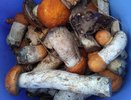 Не лисички и не шампиньоны: ученые из Роскачества назвали самые полезные грибы - ешьте каждый день по жменьке