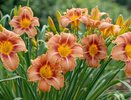 5 шикарных многолетников для дачи, которые растут сами по себе и устилают землю цветущим ковром: красота до самых заморозков -10