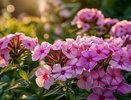 Уже 5 лет сажаю роскошный многолетник на даче: выдерживает -30 и цветет пышной шапкой до осени - на участке словно в райском саду