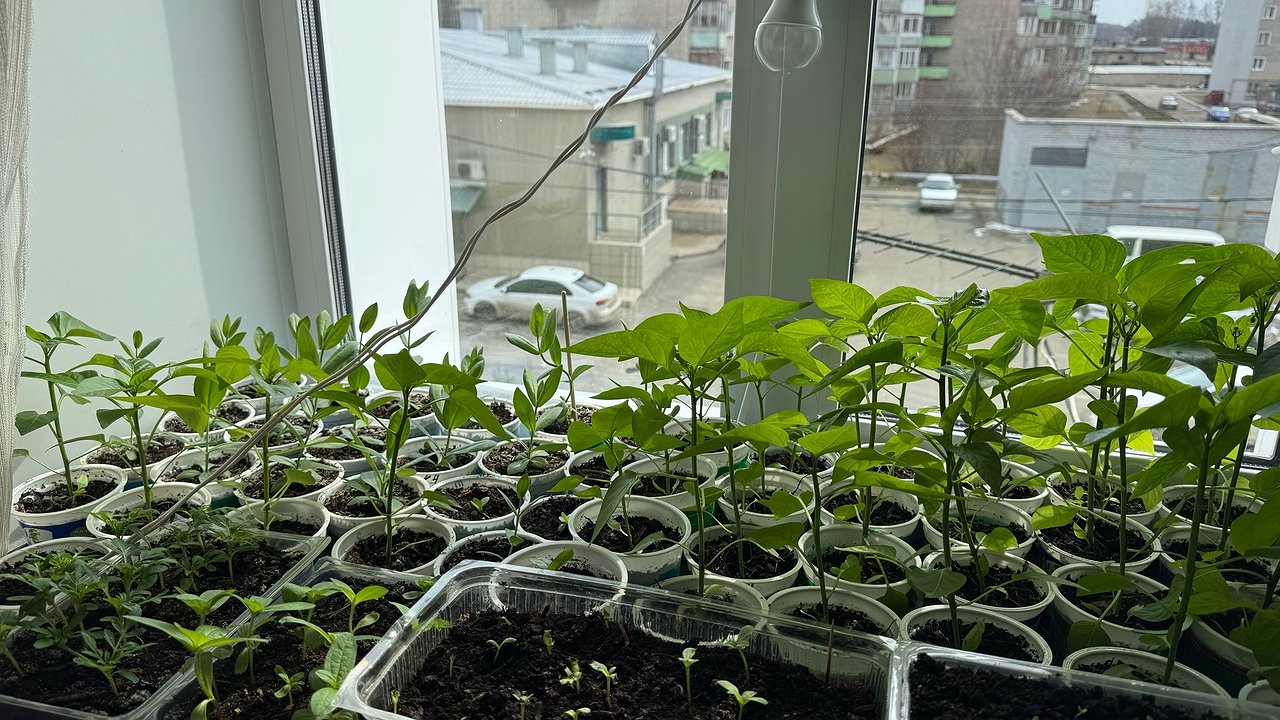 Главная картинка новости: Что добавить в лунку при посадке томатов: есть 2 замечательные подкормки - рассада быстрее принимается и трогается в рост