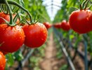 Необычные "соседи" для томатов, которые улучшат вкус и отпугнут вредителей: плоды будут мясистыми, а еще целыми и невредимыми