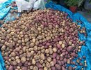 Узнала, что посеять рядом с картофелем, чтобы прожорливый колорадский жук исчез навсегда: делюсь опытом