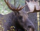 Включите фары и не гоняйте: в Костромской области водителей предупреждают о сезонной активности лосей