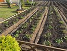 Сею морковь при помощи простецкой банки - и бед не знаю: старый дедовский способ