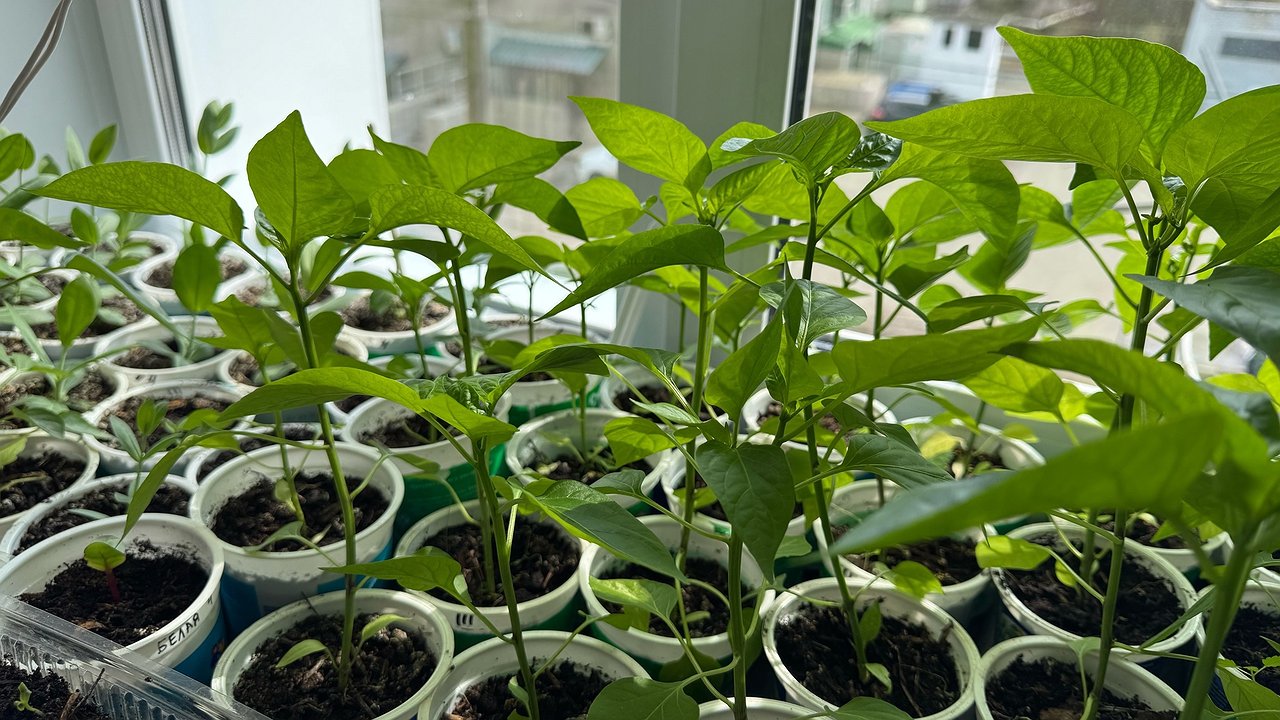 Главная картинка новости: 1 капля в воду — и рассада томатов толстеет на глазах, а корни — как у дуба: жидкий допинг за сущие копейки