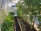 Беру на кухне эти 2 копеечных продукта и делаю супер-подкормку для рассады томатов, которая поставит ее в щетку - никакой химозы