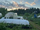 Не соль и не уксус: сорняки в саду уничтожила за 5 минут — проверенный «дедовский» способ избавил от травы на весь год