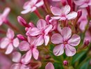 Петунию-капризулю — в сторону: теперь каждый год сею в саду бесхлопотный цветок — цветастые облака вытекают «пеной» из кашпо