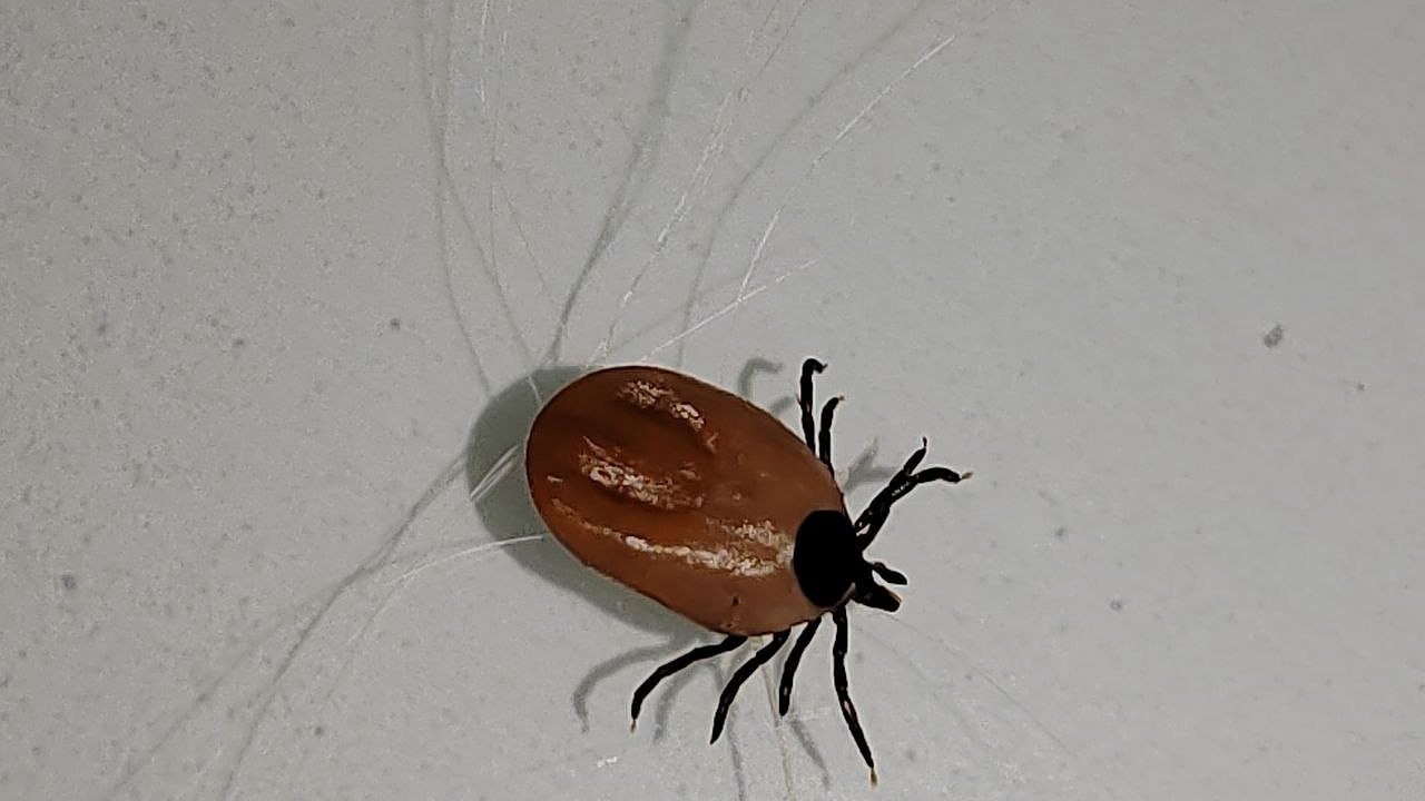 Главная картинка новости: Больше тысячи костромичей пострадали от укусов клещей