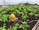 2 ложки в лунку — и перцы облепят все кусты за неделю: вырастут сочными, крупными и вкусными — делюсь мощной заправкой