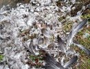 В Кологриве жители жалуются на отстрел гусей: власти это опровергают