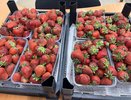 Клубника завалит крупной и сладкой ягодой только тех, кто в мае даст кустам этот эликсир из кухонных отходов