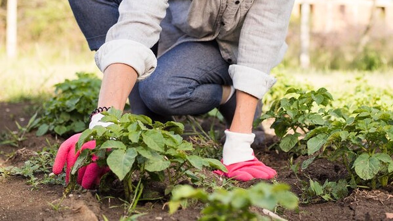 Главная картинка новости: Бросьте в лунку 1 спичку — чеснок вырастет с кулак: никакой гнили и желтых листьев