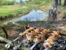 С 6 мая шашлыки на дачах жарить будет запрещено: всех нарушителей ждет штраф до 50 000 рублей