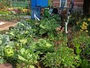 Раскидываю 1 пачку копеечной крупы по грядкам: земля как чернозем, а вредители бегут с участка