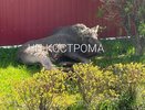 "Два часа вызывали службы": очевидцы о гибели раненого лосенка на улице в Костроме