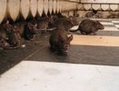 Больше 1500 объектов обработали от крыс в Костроме