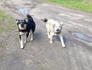 "Процедура очень дорогостоящая": в Костромской области ищут деньги на создание приюта для бездомных животных