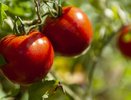 4 грамма янтарной кислоты — и томаты рвут плети от веса: урожай 10 кг с куста