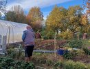 В мае обязательно подкармливаю чеснок «золотом»: больше не желтеет и растёт как на дрожжах - секрет от фермера с Урала