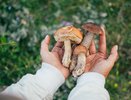 Выращиваем грибы на даче: как максимально просто засеять дачный участок грибами?