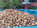 Россиян лишат "второго хлеба": за посадку картошки на огороде будут строго штрафовать