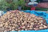 Миниатюра новости: Россиян лишат "второго хлеба": за посадку картошки на огороде будут строго штрафовать