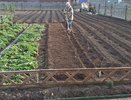 Бросаю 1 ложку в лунку — огурцы с помидорами плодоносят как «сумасшедшие» до заморозков — и никакие подкормки не нужны