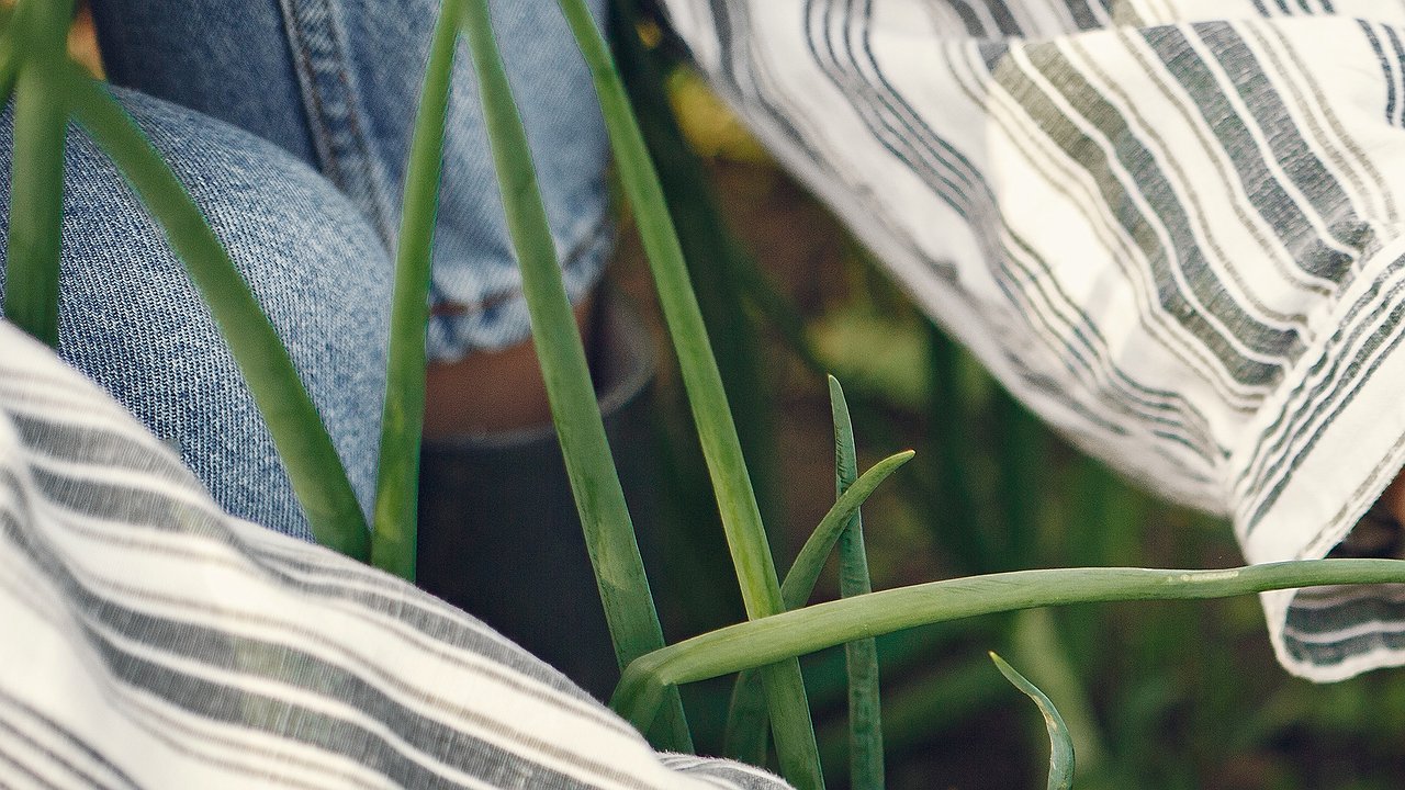 Главная картинка новости: Чем подкормить лук в июне, чтобы луковицы выросли в два раза крупнее апельсина. Делюсь рецептом подкормки