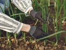 Чем подкормить лук в июне, чтобы луковицы выросли в два раза крупнее апельсина. Делюсь рецептом подкормки
