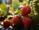 Клубника наливает плоды: 3 обязательные процедуры, которые нужно успеть сделать в мае-июне - ягоды вырастают крупнее и слаще