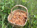 За сбор этих грибов грозит штраф до 1 миллиона рублей: обходите их стороной