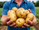 Опытный садовод подсказал, чем подкормить картофель во время цветения, чтобы клубни выросли крупными, как грейпфрут
