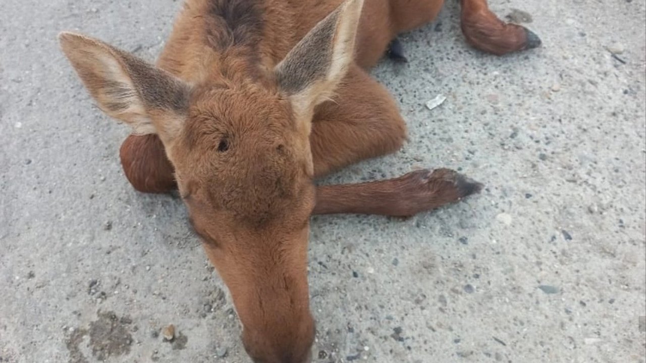 Главная картинка новости: Истощенного лосенка из Омутнинска отправят в костромской зоопарк