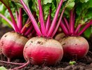Хотите вкусную и сочную свеклу с грядки, размером с два кулака? Тогда следуйте этим правилам - урожай будете тазами собирать