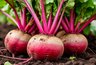Миниатюра новости: Хотите вкусную и сочную свеклу с грядки, размером с два кулака? Тогда следуйте этим правилам - урожай будете тазами собирать