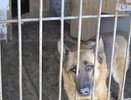 Бездомная собака напала на ребенка в Пыщугском районе: прокуратура инициировала проверку