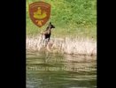 Костромские спасатели помогли лосю, переплывающему Волгу