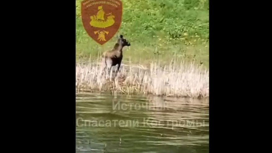 Главная картинка новости: Костромские спасатели помогли лосю, переплывающему Волгу