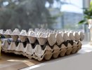 Никогда не выбрасывайте ненужные лотки из-под яиц: они станут незаменимыми помощниками в огороде